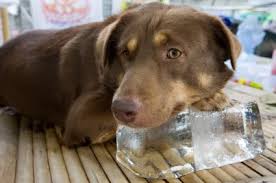 dog and ice