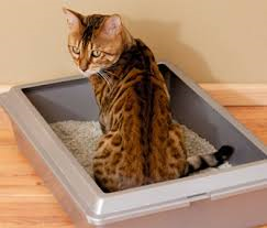 cat sitting in a box