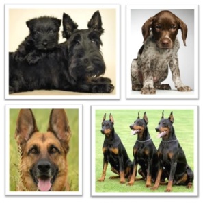 All 4 dogs picture blog