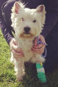 Pepper, 5 year old West Highland Terrier