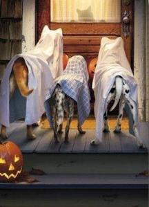 Halloween dogs pet emergency
