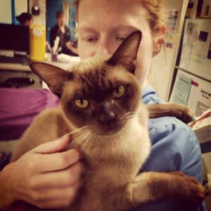 Rufus Burmese Cat Pet Emergency Centre Melbourne