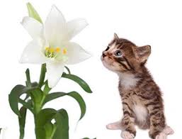 Emergency Vet Melbourne Cat Lily Flower Toxicity