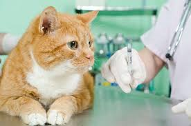 Vet Emergency Permethrin toxicity in cats
