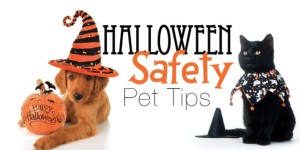 Emergency Vet Halloween Safety Pet Tips