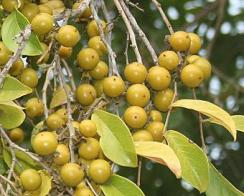 China Berry Toxic to Dogs